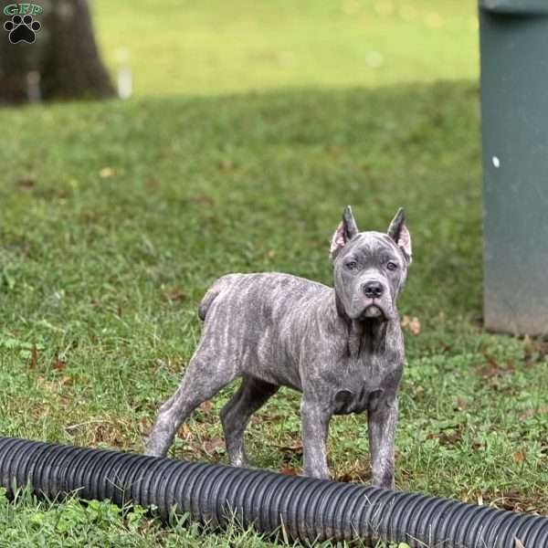Lemon, Cane Corso Puppy